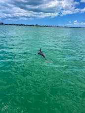 Snorkeling, Sandbar Island Hopping, Manatees & Dolphins Tours