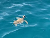 Ride Thrill Seeker 35ft Scarab Off-Shore Powerboat in Barbados