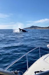 32' Sea Ray Sundancer , Luxury Yachts in Cabo