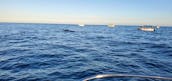 37ft Sea Ray Sundancer Yacht for Charter  in Cabo San Lucas, Baja California Sur