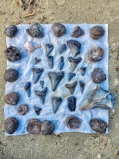 Barrier Island Fossil Excursion