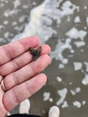 Barrier Island Fossil Excursion