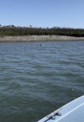 17' Classic Boston Whaler Charter in Folly Beach, South Carolina