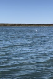 17' Classic Boston Whaler Charter in Folly Beach, South Carolina