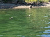 Gig Harbor Guided Tours & Charters - We are a Captain only boat.