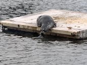 Gig Harbor Guided Tours & Charters - We are a Captain only boat.