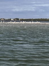 Explore lo mejor de Tampa Bay, Florida, en un barco de lujo Regal LX4 de alquiler con Captain