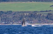 Trimarã Smooth Sailing de 41 pés Charters & Adventures na costa norte de Oahu, Haleiwa