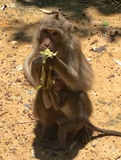 ベトナムのカンジオユネスコ生物圏保護区へのエコアドベンチャーツアー