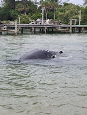 Bentley Pontoon Rental in Holmes Beach, Florida