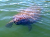 Magnifique Tritoon de 25 pieds à Anna Maria, en Floride, disponible à la réservation dès maintenant