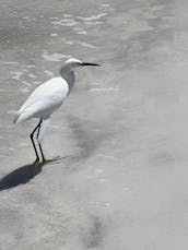 Magnifique Tritoon de 25 pieds à Anna Maria, en Floride, disponible à la réservation dès maintenant