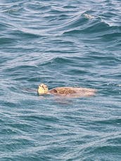 46人乗りのパワーカタマランでのプライベートクルージング 