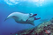 Cruising, Snorkeling and Scuba Diving with Manta Rays in Bali