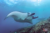 Cruising, Snorkeling and Scuba Diving with Manta Rays in Bali