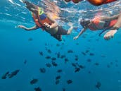 Snorkeling with Manta Rays in Bali. Starting price for the boat charter.