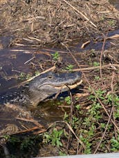 Eco Airboat Tour in Kissimmee, Florida