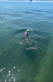 ¡Barco de fiesta de dos pisos con tobogán acuático en la playa de Madeira!