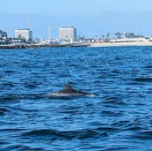 Yate Bayliner Cruiser de 40 pies: fiesta, come y bebe en Marina del Rey