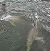 Dolphin & Manatee Sightseeing Cruise in Melbourne/Cocoa Beach