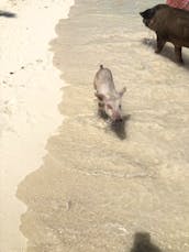 Swimming Pigs Excursion