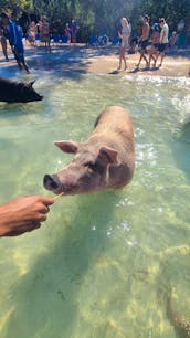 Exotic private charter Rose Island Swimming Pigs and Turtle Excursion!