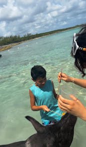 Tutrles, Snorkeling Beach day!