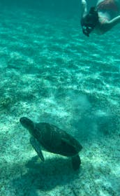 Private  (Rose Island,Snorkeling,Turtles) Half Day Charter