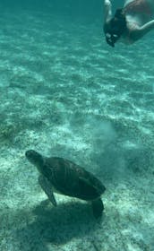 Private (Rose Island,Snorkeling,Turtles) Half Day Charter