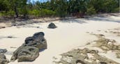 Pink Sands and Swimming Pigs Tour - Eleuthera