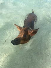 Luxury Private Tours, Rose Island Pigs & Turtles