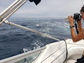 ⚓️ 40フィートシーレイラグジュアリーヨットハーバークルーズ、エメラルドベイ、カリフォルニアコースト