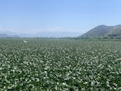 Paseos en barco por el lago Skadar en Virpazar, Montenegro