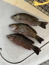 Cocoa Beach / Port Canaveral (Inshore / near shore) fishing charter