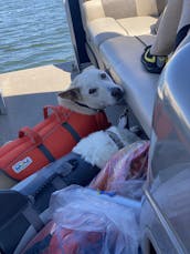 Pontão para 10 passageiros para alugar no Lago Texoma aceita animais de estimação