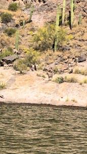 24' Bentley Pontoon Boat for rent on Saguaro or Canyon Lake
