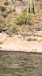 24' Bentley Pontoon Boat for rent on Saguaro or Canyon Lake