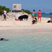 SUNFILL - FULL DAY TOURS Private Swimming with Pigs in Exuma!A Taste of Paradise