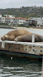 最大8名乗りのサンディエゴ湾でのピンクパーティーボートクルーズ