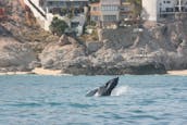 Observation privée des baleines au départ de San José del Cabo