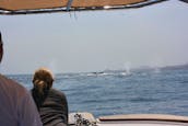 Private Whale Watching out of San José del Cabo