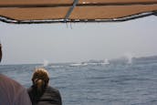 Observation privée des baleines au départ de San José del Cabo