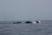 Observation privée des baleines au départ de San José del Cabo