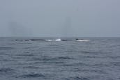 Observation privée des baleines au départ de San José del Cabo