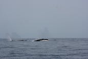 Observation privée des baleines au départ de San José del Cabo