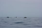 Observation privée des baleines au départ de San José del Cabo