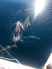 Cruising Catamaran Sighting dolphins Rental in Marbella, Spain