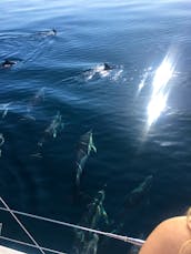 Cruising Catamaran Sighting dolphins Rental in Marbella, Spain